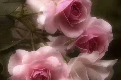 Rose Day 7th February   Image Wallpapers