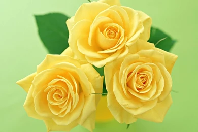 Rose Wallpapers: 08/12/11