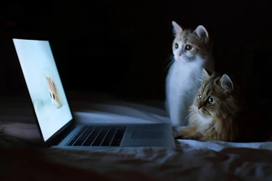 Cats finally cool kittens cats wonderful great bed cute sweet amazing evening laptop animals night awesome outstanding kitty computer adorable cat stunning  ...