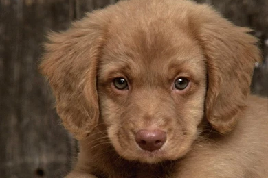 Amazing_cool_photo_pictures_dog_wallpapers 5.jpg