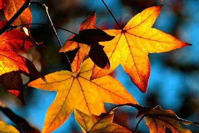 Autumn Leaves Desktop Wallpapers   HD Wallpaper Backgrounds Of ...