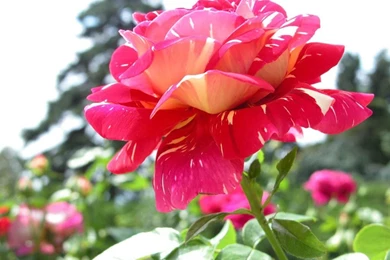 Flowers Rose Wallpapers   Wallpapers HD Base