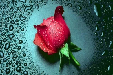 Rose Wallpapers Rose Flowers Wallpapers