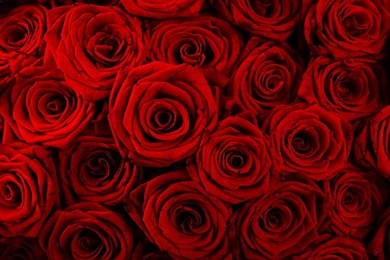 Gallery For   Wallpapers Red Roses Backgrounds