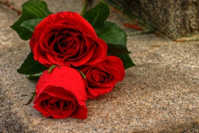 Love HD Wallpapers With Rose Flowers Heart Red HD Wallpapers Rocks ...