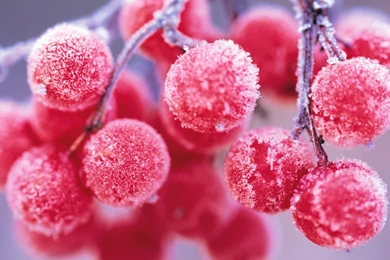 Berries Nature Winter Wallpapers