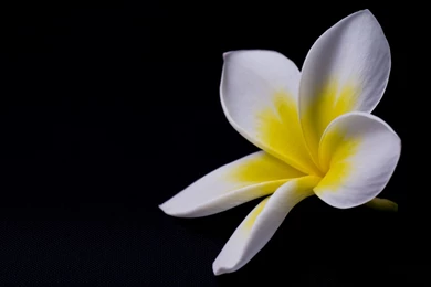 25 Fashionable Black Wallpapers