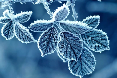 Winter Nature Hd Wallpapers