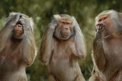 Monkeys Wallpapers   Wallpapers Cave