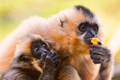 Monkeys Eating Wallpapers