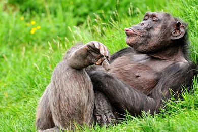 Funny Looking Monkeys Backgrounds Wallpapers