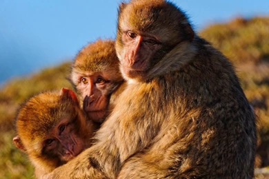 Download Wallpapers Monkeys, Family, Marmosets, Hugging, Self ...