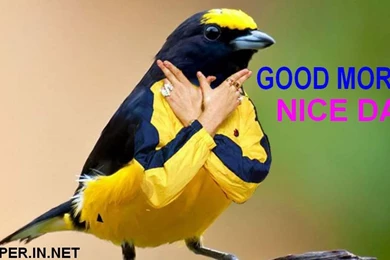 Funny Good Morning HD Wallpapers Free Download.jpg