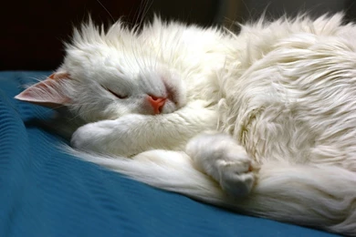 Sleeping Cat For Good Night Funny Wallpapers