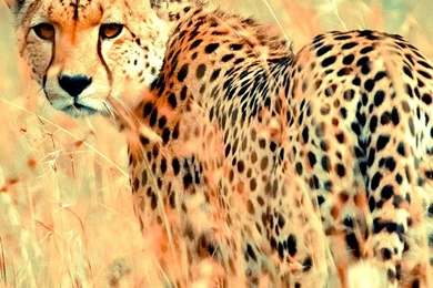 Animal Mobile Wallpapers