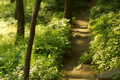 Download Top 35 iPhone 5 Wallpapers HD