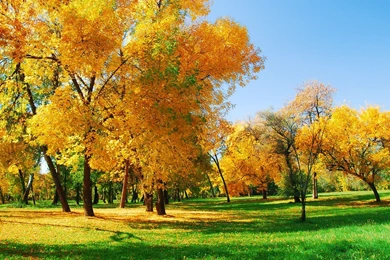 Autumn Scenery 10769   Autumn Theme   Landscape Scenery
