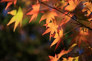 YouWall   Autumn Scenery Wallpapers   Wallpaper,wallpapers,free ...