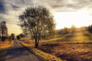 Autumn Scenery, Tree, Road, Field, Sun, Sky, Nature, 2560x1600 HD ...