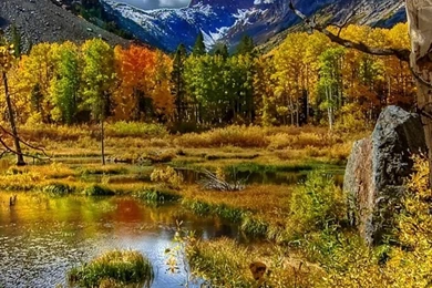 Amazing Autumn Scenery Mobile Wallpapers For 768x1280