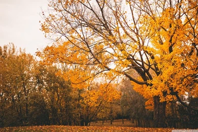 Autumn Scenery HD Desktop Wallpapers : Widescreen : High Definition ...