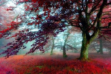 Red Autumn Scenery Wallpapers