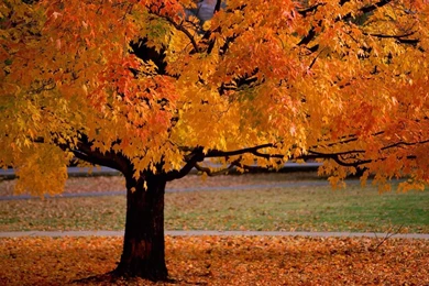 Trees In Autumn   Scenery Pics Wallpapers (22174534)   Fanpop