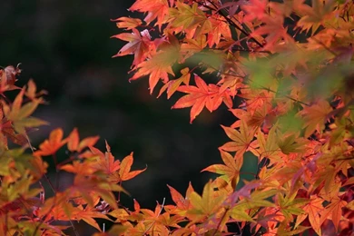 Travel Japan   Beautiful Fall Scenery In Rokkosan 1280x800 NO.2 ...