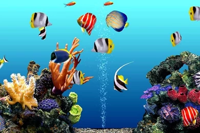 Gallery For   Aquarium Backgrounds For Computer