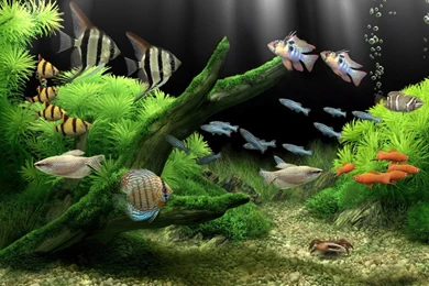 Dream Aquarium   The World's Most Amazing Virtual Aquarium For ...