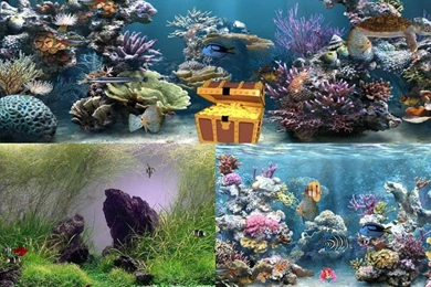 Freware & Shareware Animated Aquarium Wallpapers Downloads