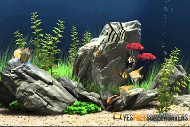 3D Aquarium Screensaver   Free Aquarium Screensaver In 3D   YouTube