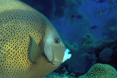 Aquarium Screensaver   HD Wallpapers Lovely