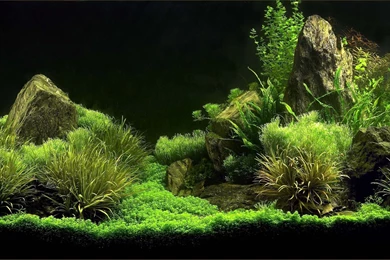 Aquarium Backgrounds Pictures   Wallpapers Cave