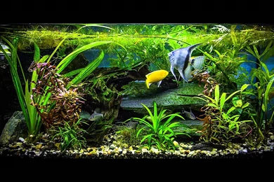Free Fish Tank Screensavers And Wallpapers Widescreen Photos Of ...