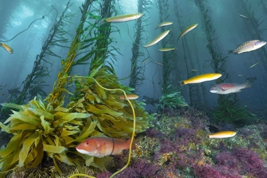 Best HD Aquarium Wallpapers Free Download High Resolution ...