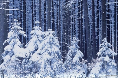 Free Wallpapers   Free Nature Wallpapers   Winter Wonderland 10 ...