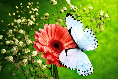 Butterfly On A Flower Wallpapers