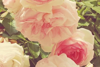 Beautiful Pink Rose Wallpapers   123mobileWallpapers.com