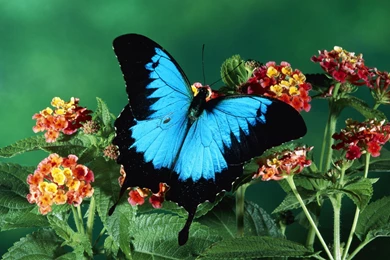 Butterfly photos free.jpg