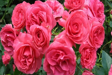 Pink Rose Wallpapers   Crazy Frankenstein