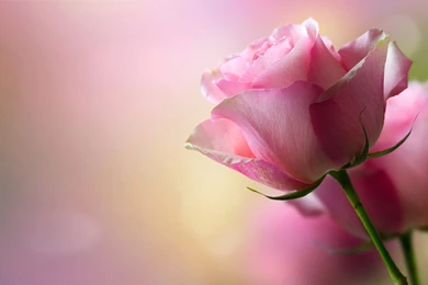 Beautiful Pink Rose HD Wallpapers