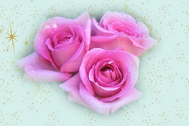 Pink Roses Wallpapers   159965