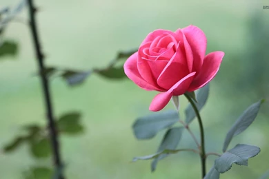 Beautiful Pink Rose Wallpapers   Flower Wallpapers
