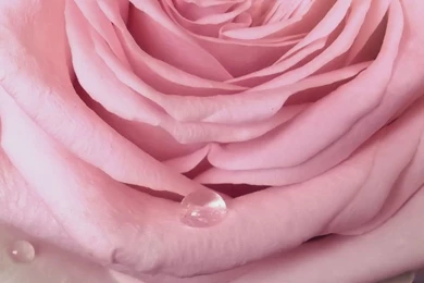 Free Download Beautiful HD Rose Wallpapers 2015