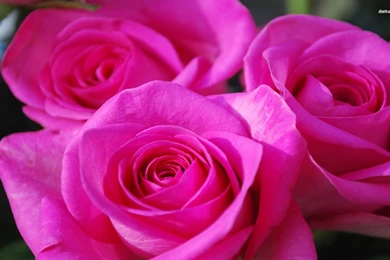 Beautiful Pink Roses Wallpapers   Flower Wallpapers