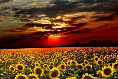 Wallpapers For Android Tablet 8 Inch