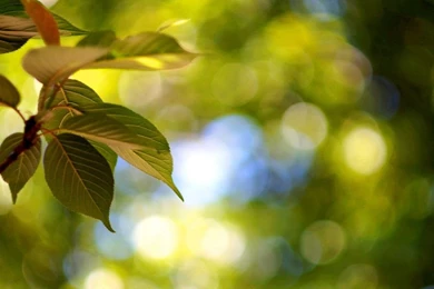 Macro, Leaf, Leaf, Purple, Bokeh, Background, Wallpapers ...