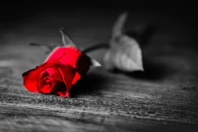 Flower Flower Rose Red Petals Black And White Backgrounds ...
