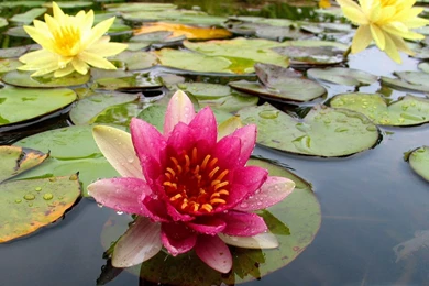 Pink 1080p Hd Wallpapers Cats Wallpapers At GetHDPic.com